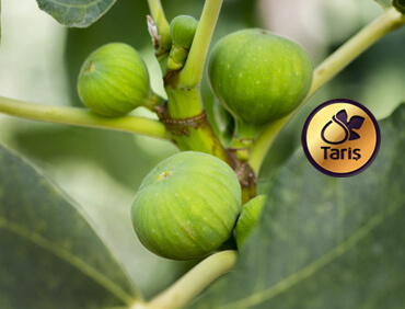 Kalite Anlayışımız